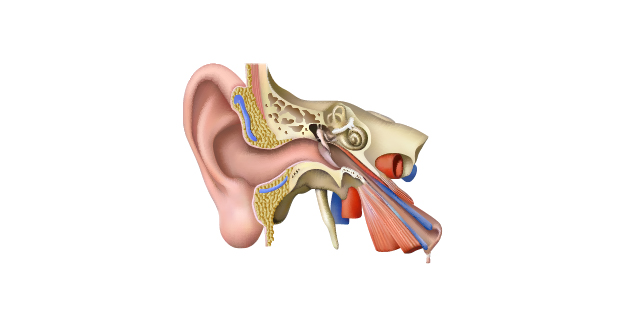 anatomy of the ear